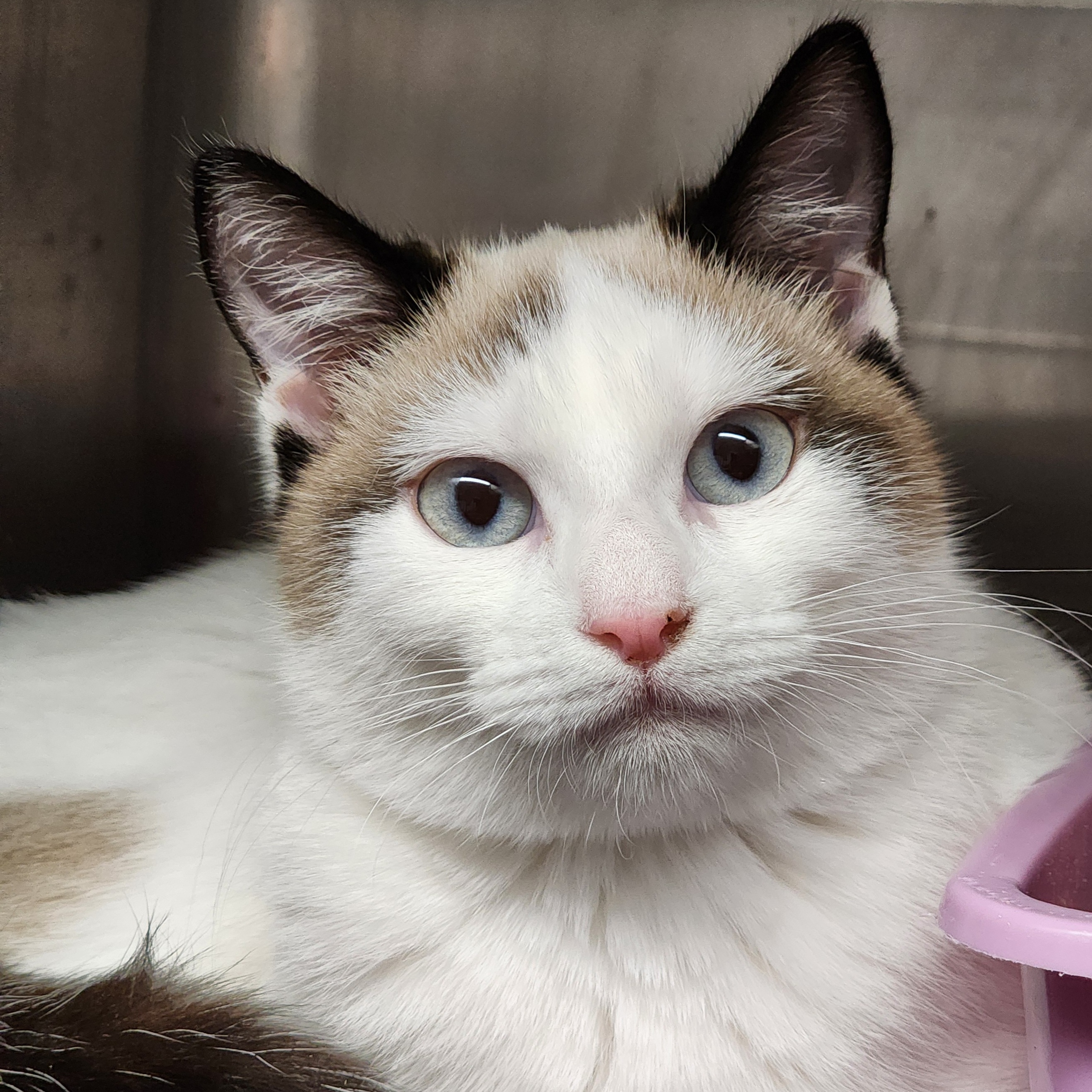 Elphaba, a Adoptable mixed breed in Warwick, RI image 1/5