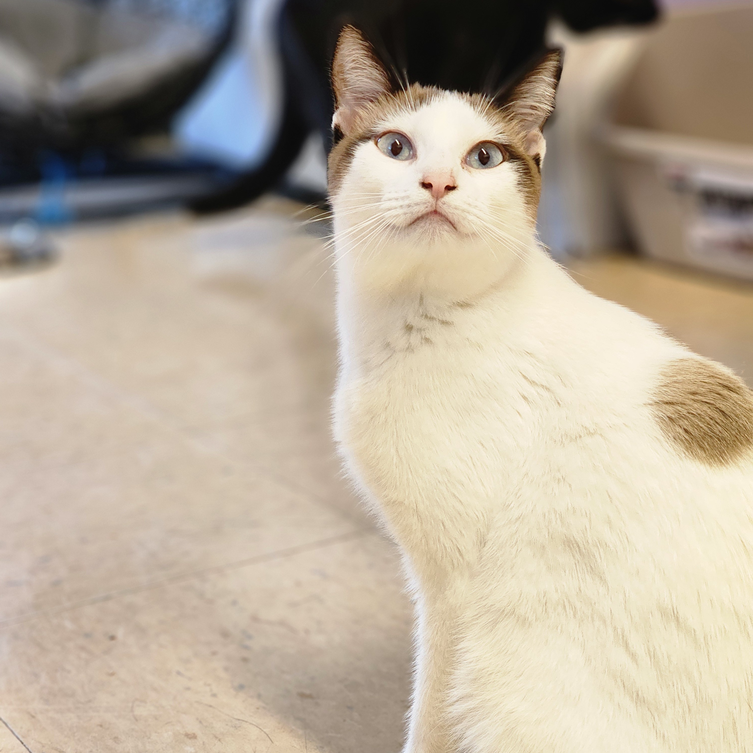 Elphaba, a Adoptable mixed breed in Warwick, RI image 5/5