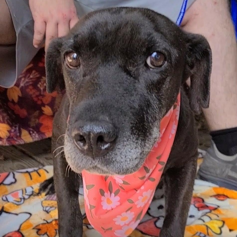 Enlarge Blackie, a Adoptable mixed breed in Woolwich, ME image 2/3