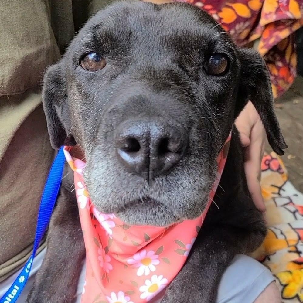 Blackie, Adoptable, Senior Female Black Labrador Retriever.