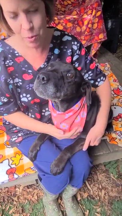 Enlarge Blackie, a Adoptable mixed breed in Woolwich, ME video 3/3
