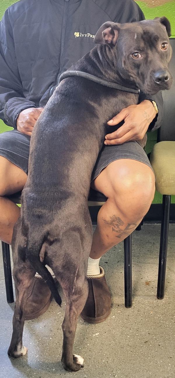 Pen 184c Coco, Adoptable, Adult Female Pit Bull Terrier & Labrador Retriever.