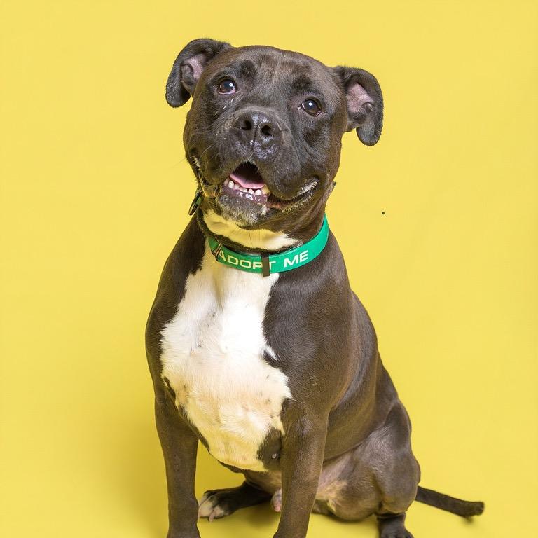 Enlarge Big Mac, a Adoptable mixed breed in Batavia, OH image 1/6