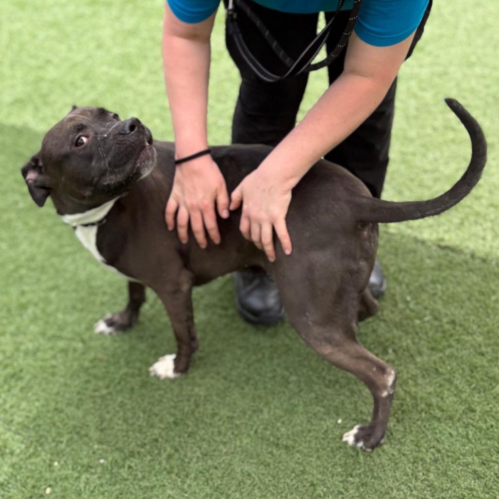 Enlarge Big Mac, a Adoptable mixed breed in Batavia, OH image 2/6