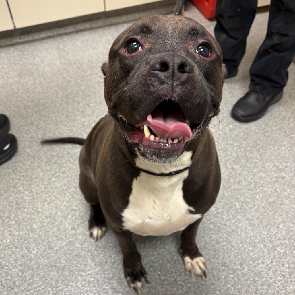 Big Mac, Adoptable, Adult Male Pit Bull Terrier & Mixed Breed.