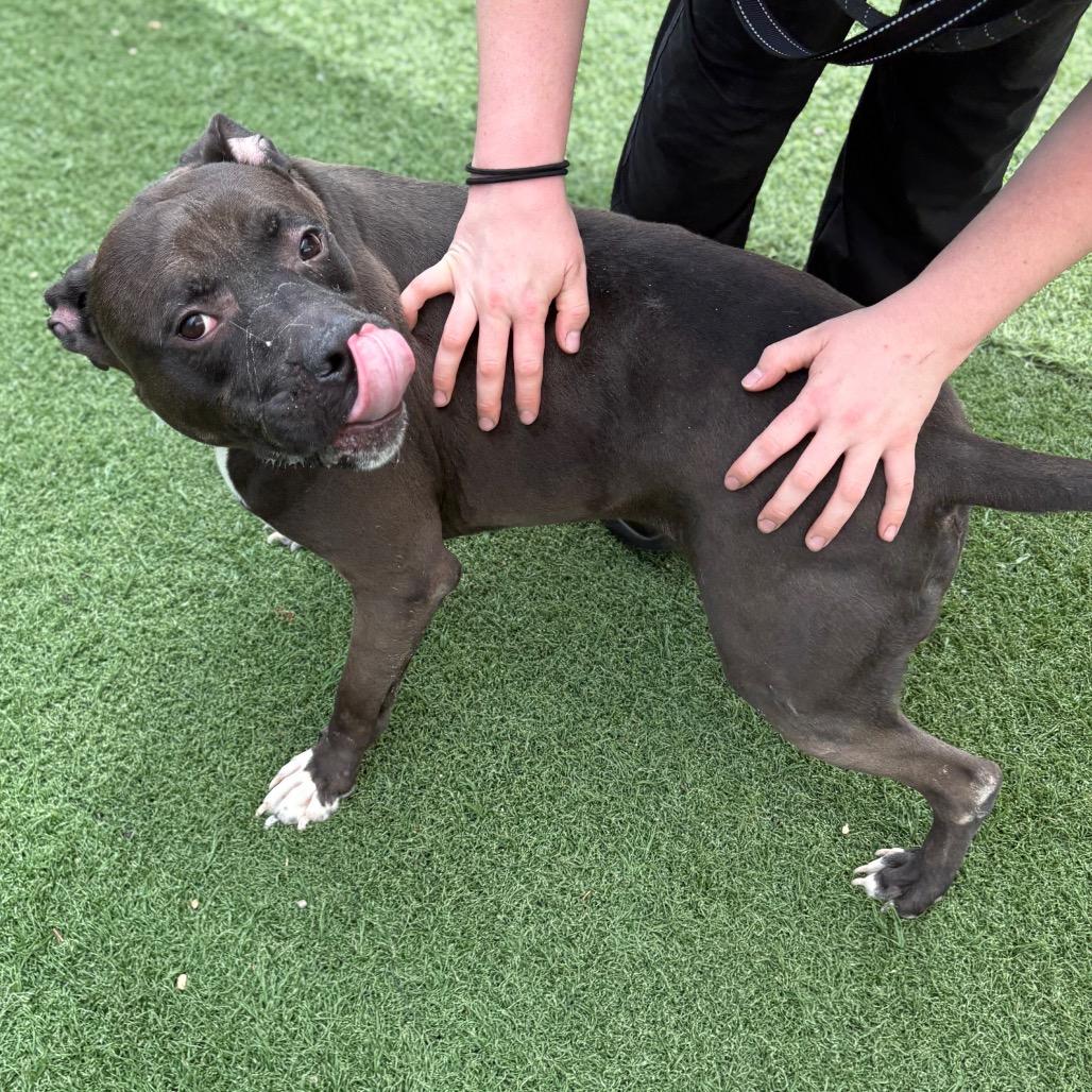 Enlarge Big Mac, a Adoptable mixed breed in Batavia, OH image 3/6