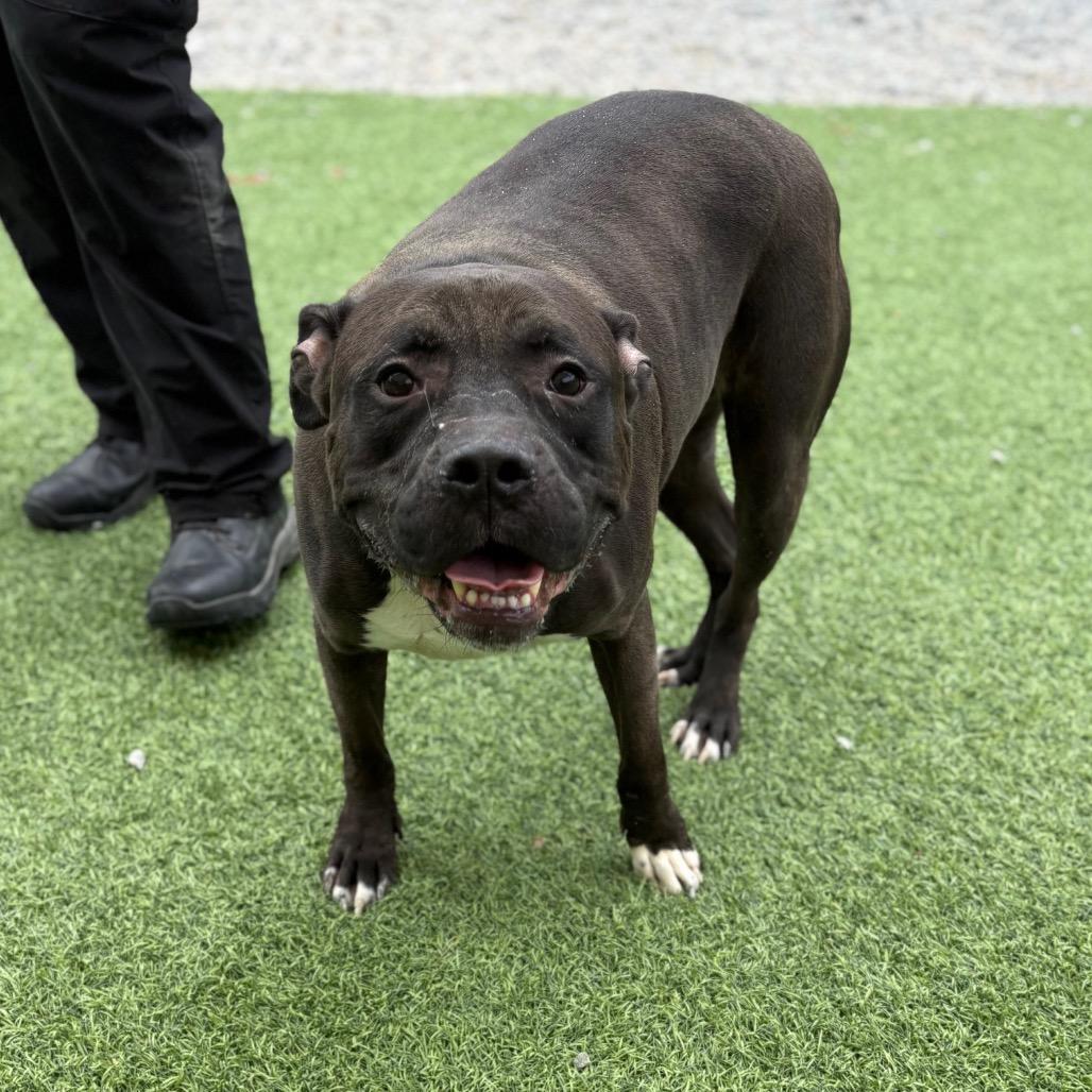 Enlarge Big Mac, a Adoptable mixed breed in Batavia, OH image 4/6