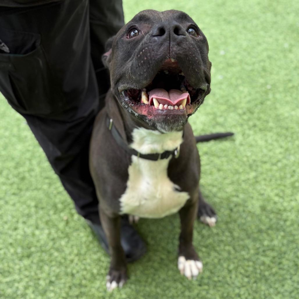 Enlarge Big Mac, a Adoptable mixed breed in Batavia, OH image 5/6
