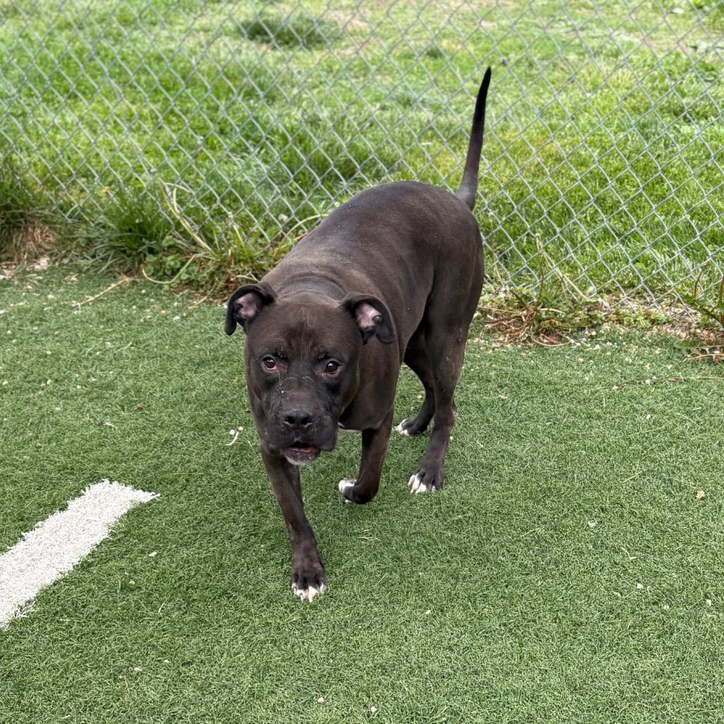 Enlarge Big Mac, a Adoptable mixed breed in Batavia, OH image 6/6