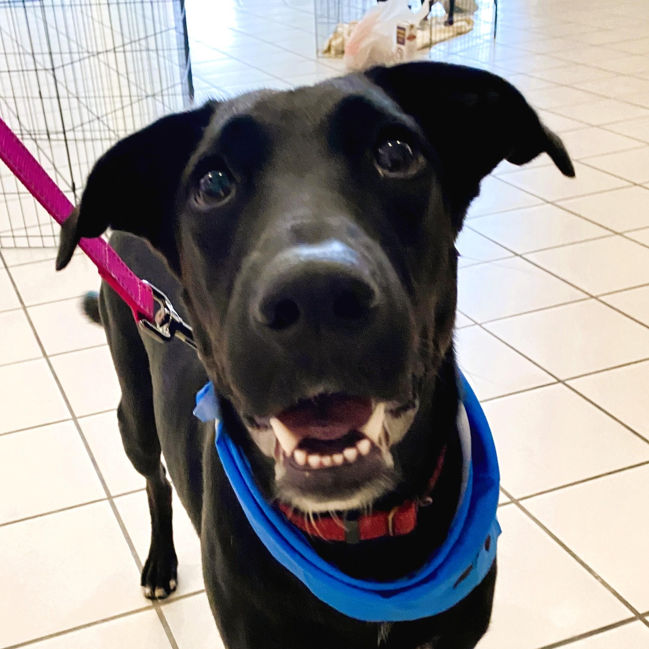 Enlarge RUBY, a Adoptable mixed breed in Largo, FL image 3/6