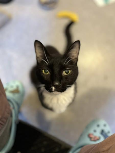 Enlarge Dominic, a Adoptable Domestic Short Hair in Chesapeake Beach, MD image 3/6