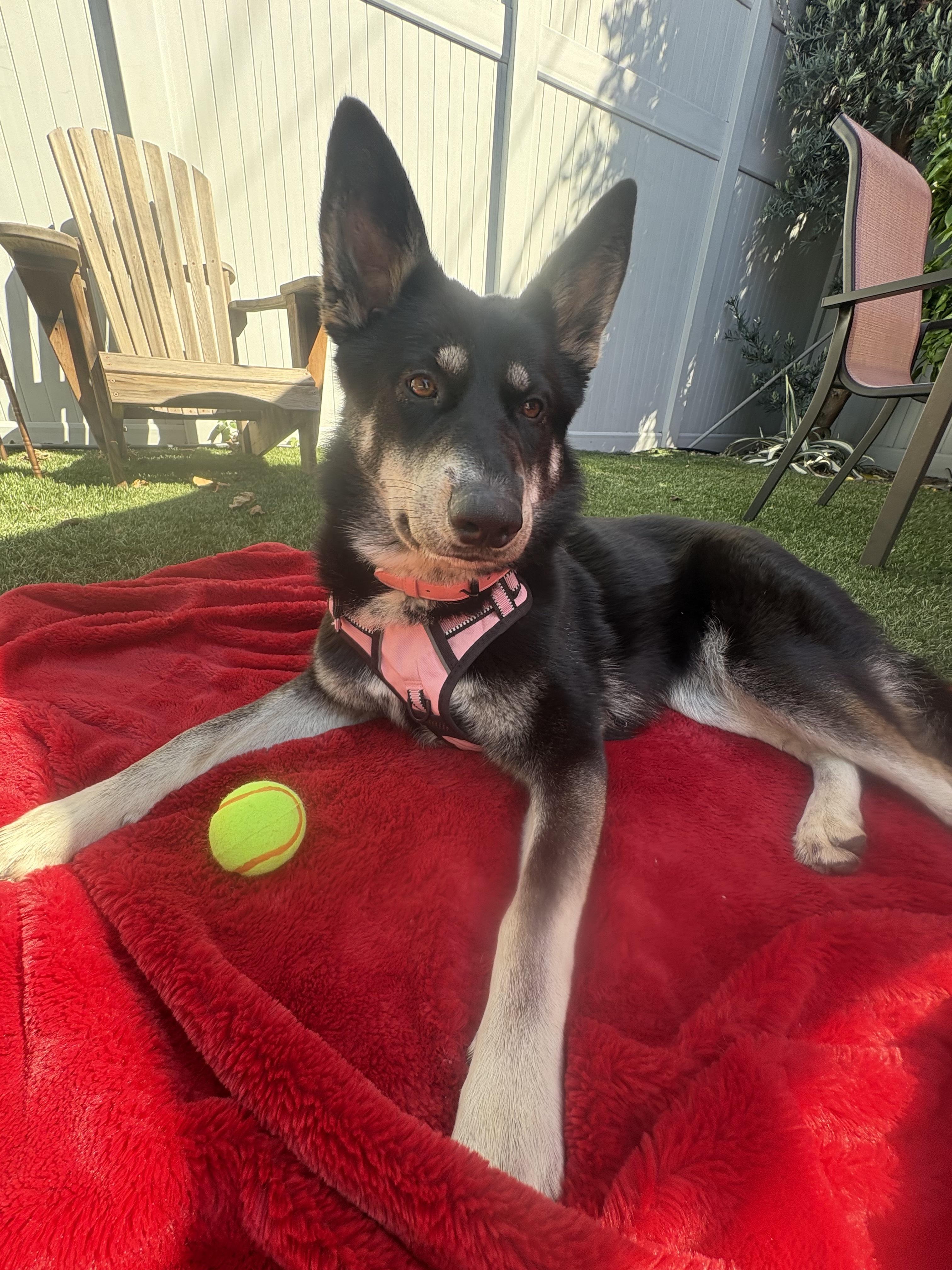Rosie, ADOPTABLE, Young Female German Shepherd Dog.