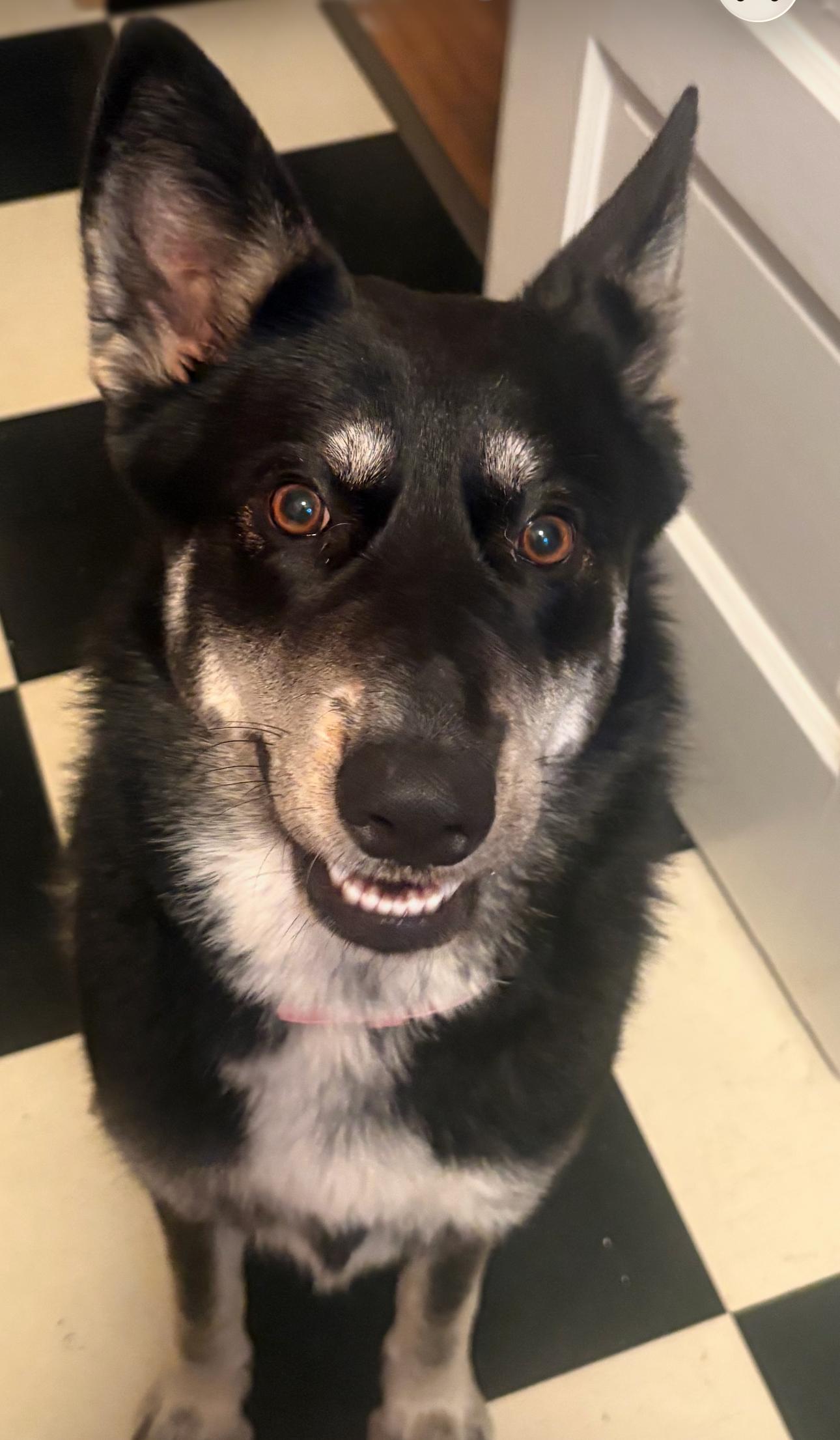 Rosie, ADOPTABLE, Young Female German Shepherd Dog.