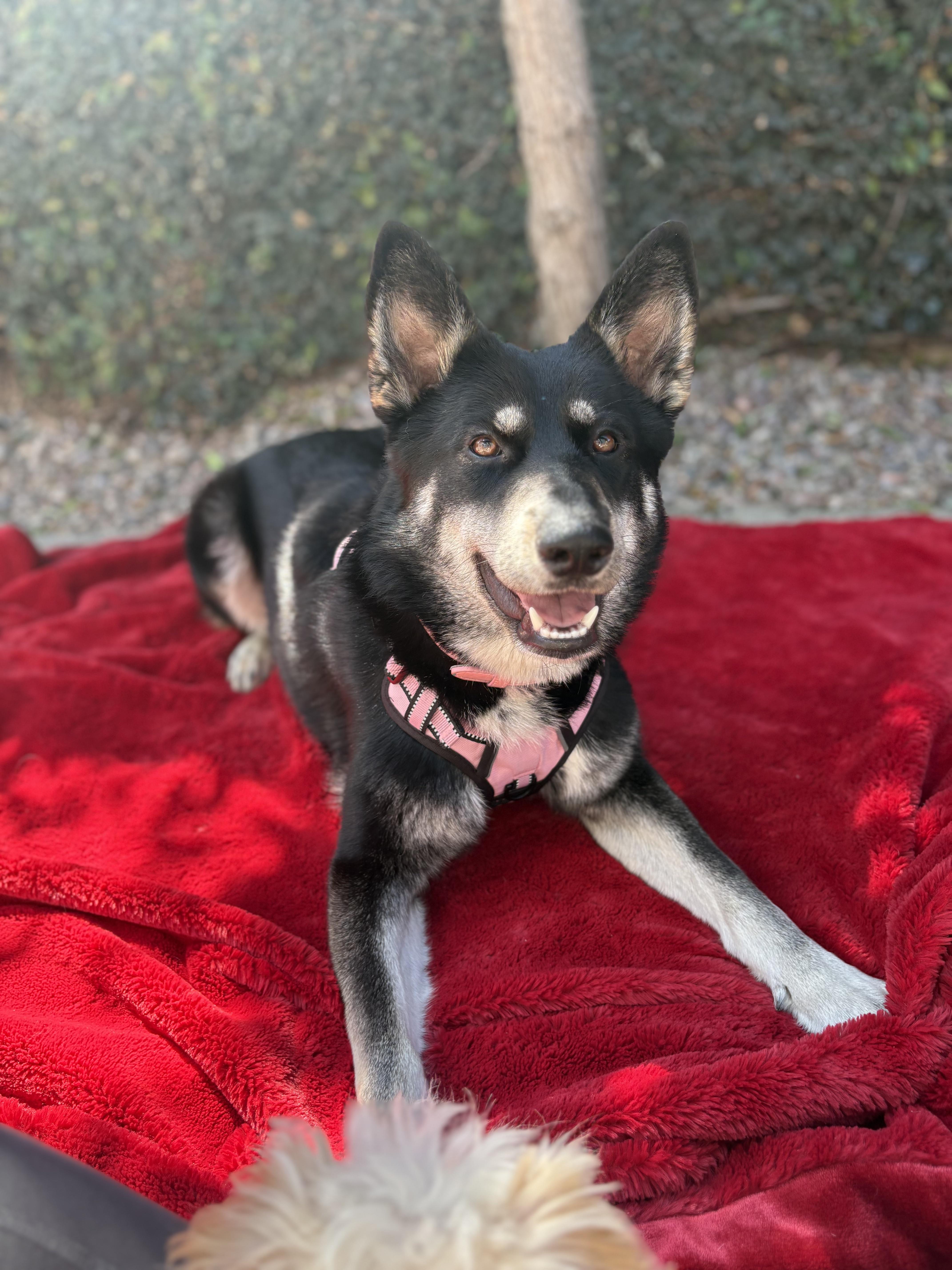 Enlarge Rosie, a ADOPTABLE mixed breed in Covina, CA image 2/2
