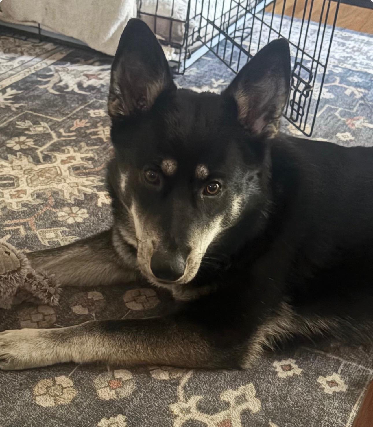 Enlarge Rosie, a ADOPTABLE mixed breed in Covina, CA image 1/1