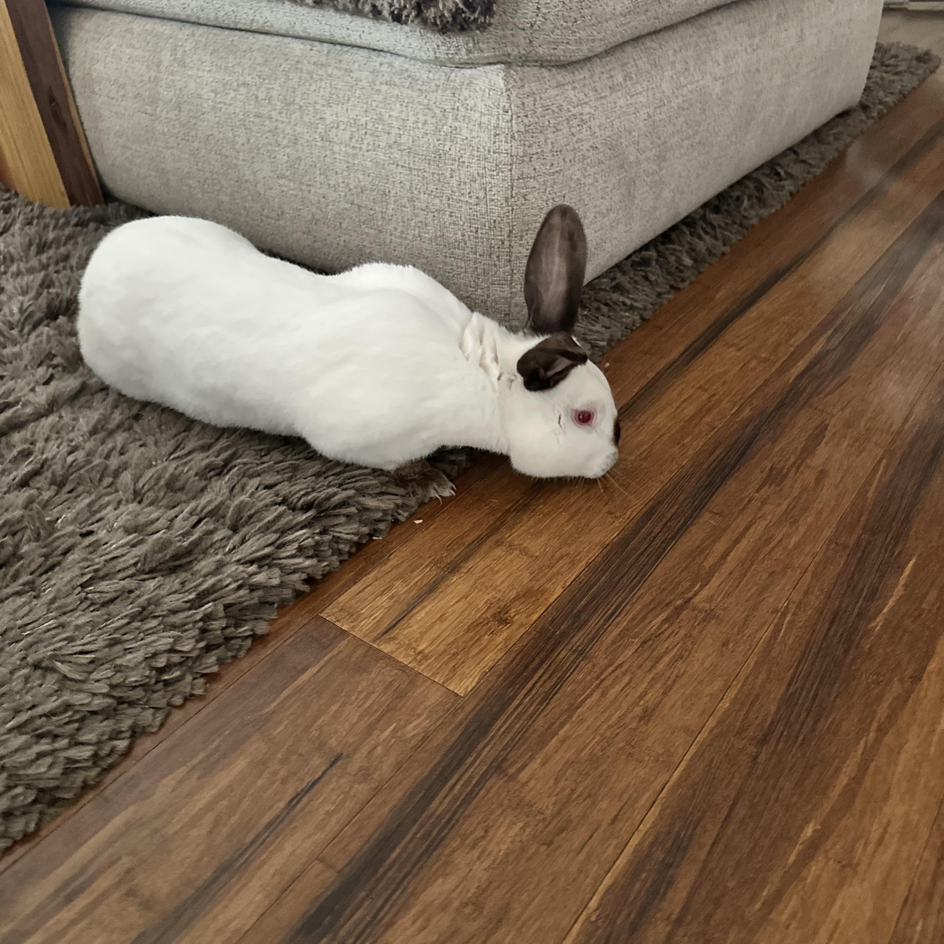 Merlin, Adoptable, Adult Male American.