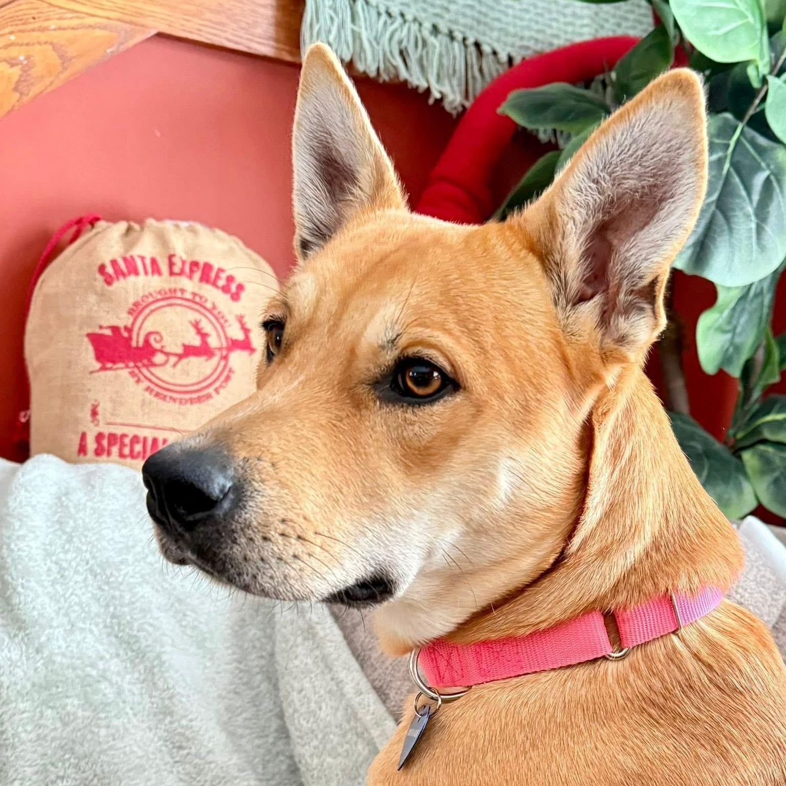 Enlarge Autumn, an adopted mixed breed in Springville, NY image 5/6