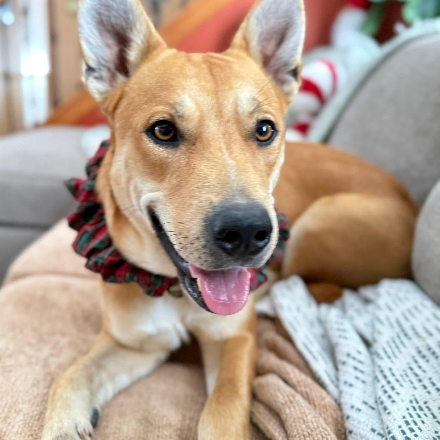 Enlarge Autumn, an adopted mixed breed in Springville, NY image 1/6