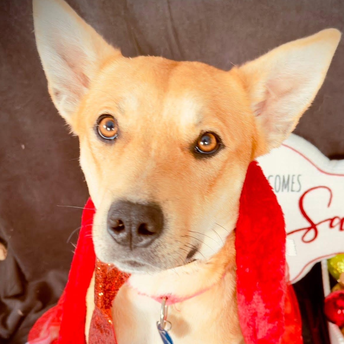 Enlarge Autumn, an adopted mixed breed in Springville, NY image 3/6