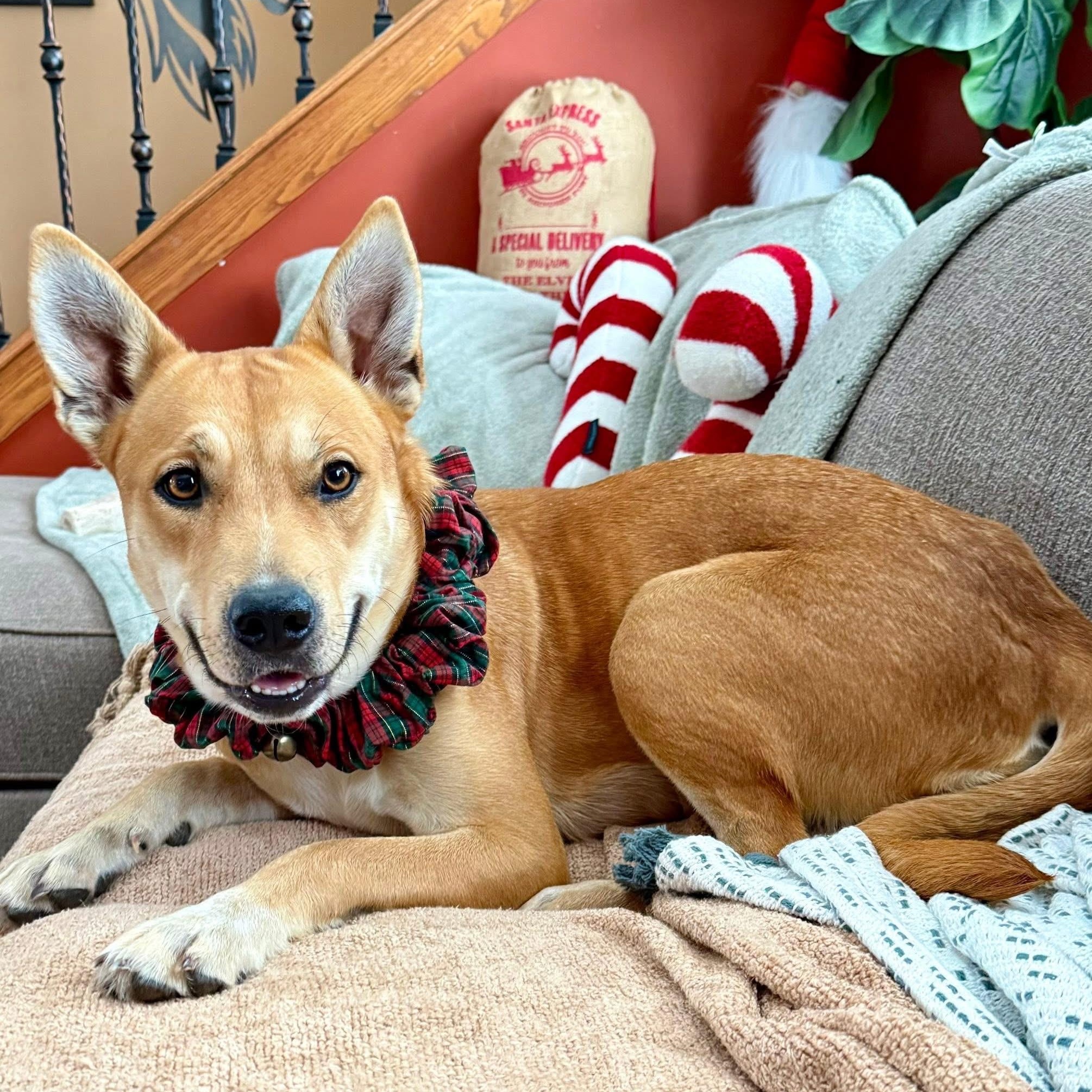 Enlarge Autumn, an adopted mixed breed in Springville, NY image 6/6