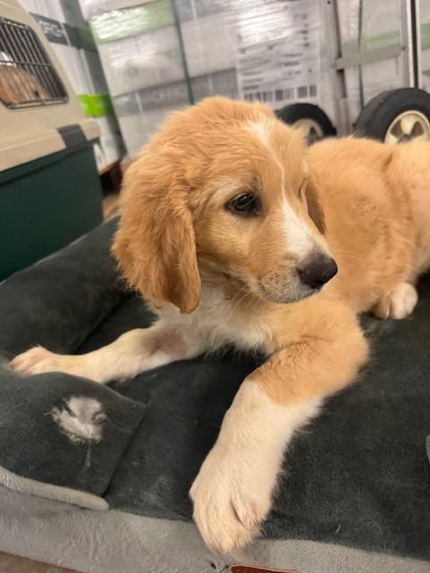 Nolan, ADOPTABLE, Puppy Male Great Pyrenees & Poodle.