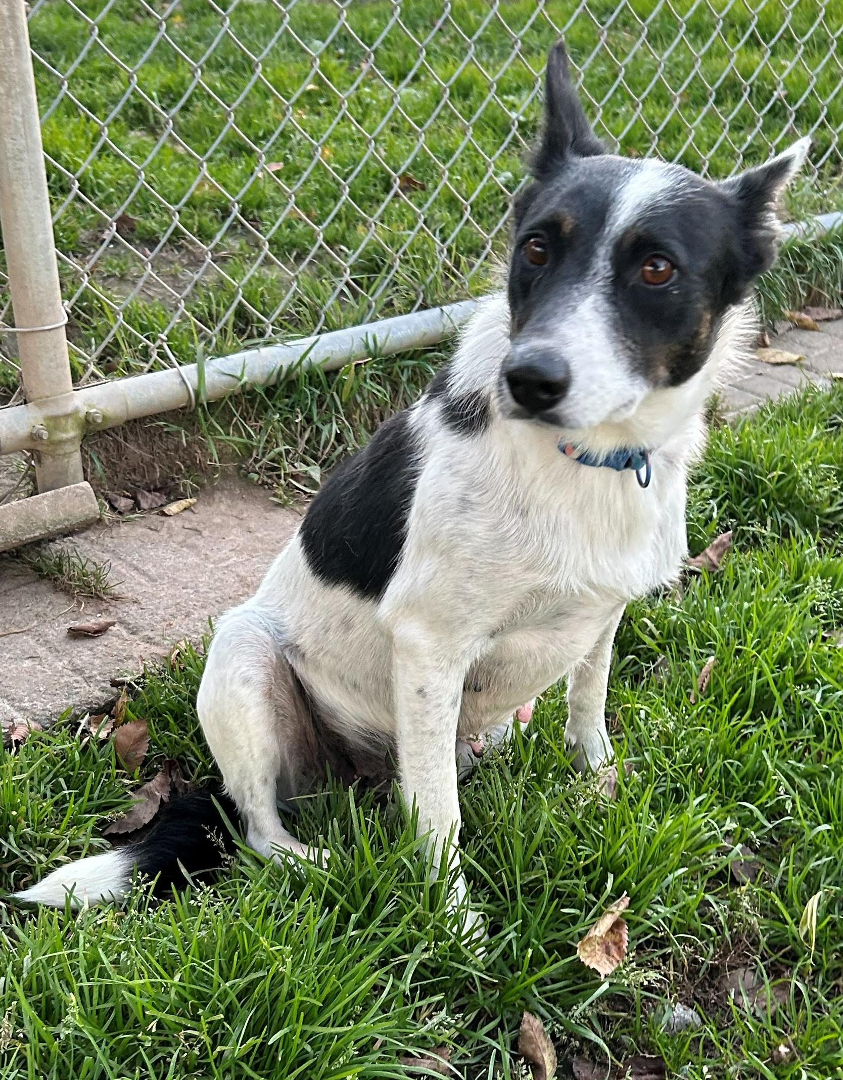 Enlarge Tootsie, a Adoptable mixed breed in Neillsville, WI image 4/5