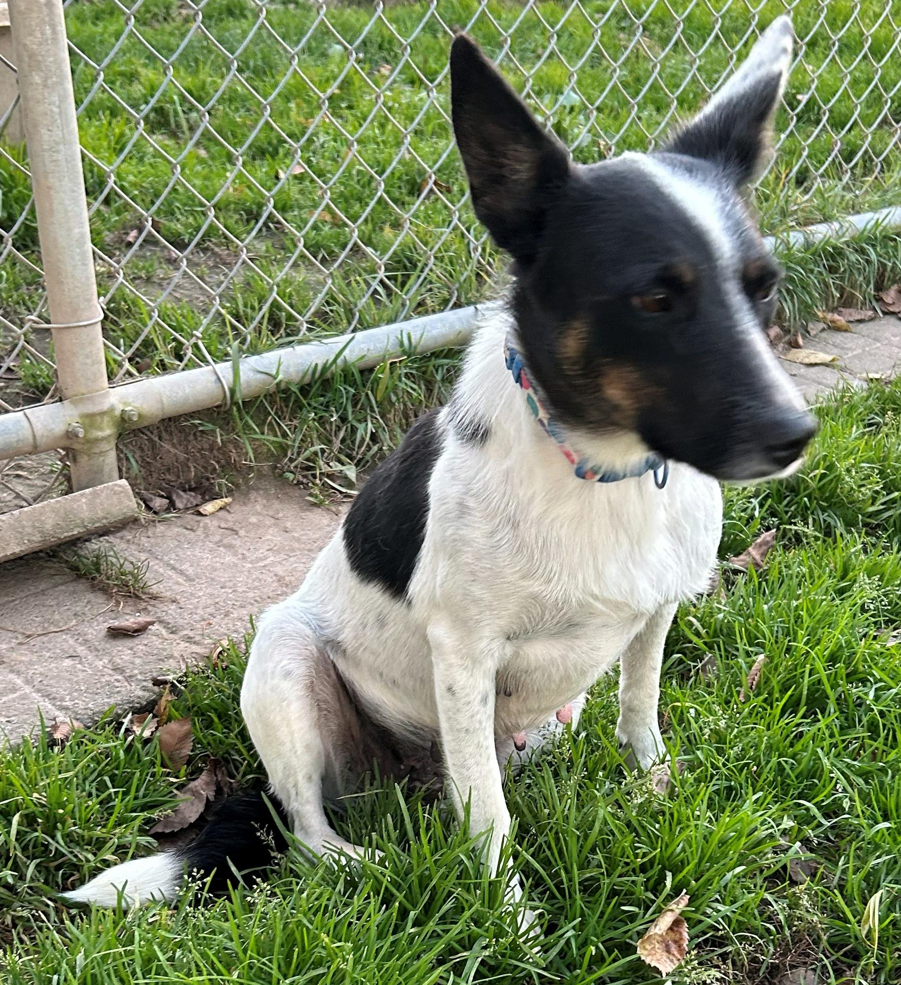 Enlarge Tootsie, a Adoptable mixed breed in Neillsville, WI image 3/5