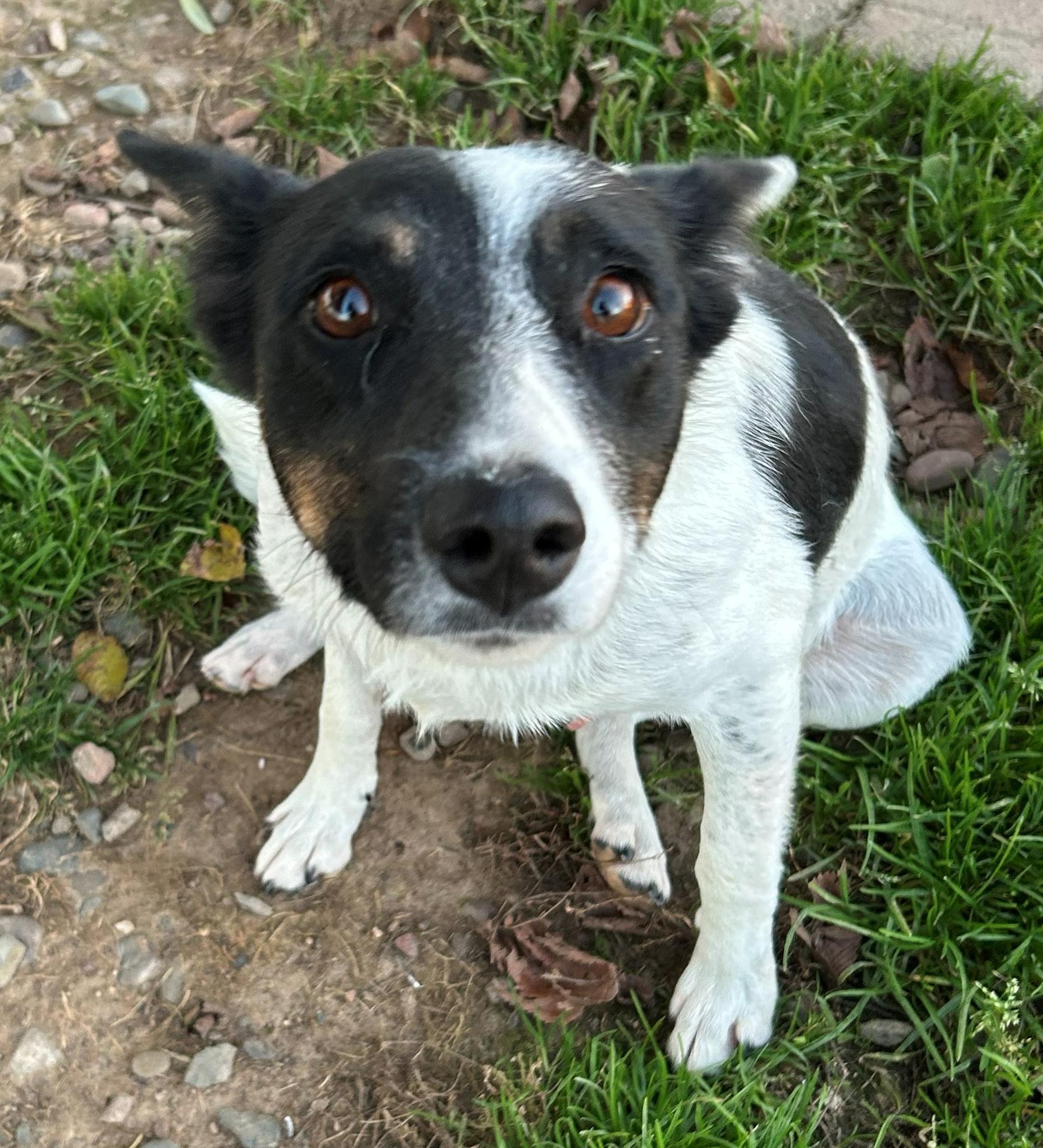 Enlarge Tootsie, a Adoptable mixed breed in Neillsville, WI image 5/5