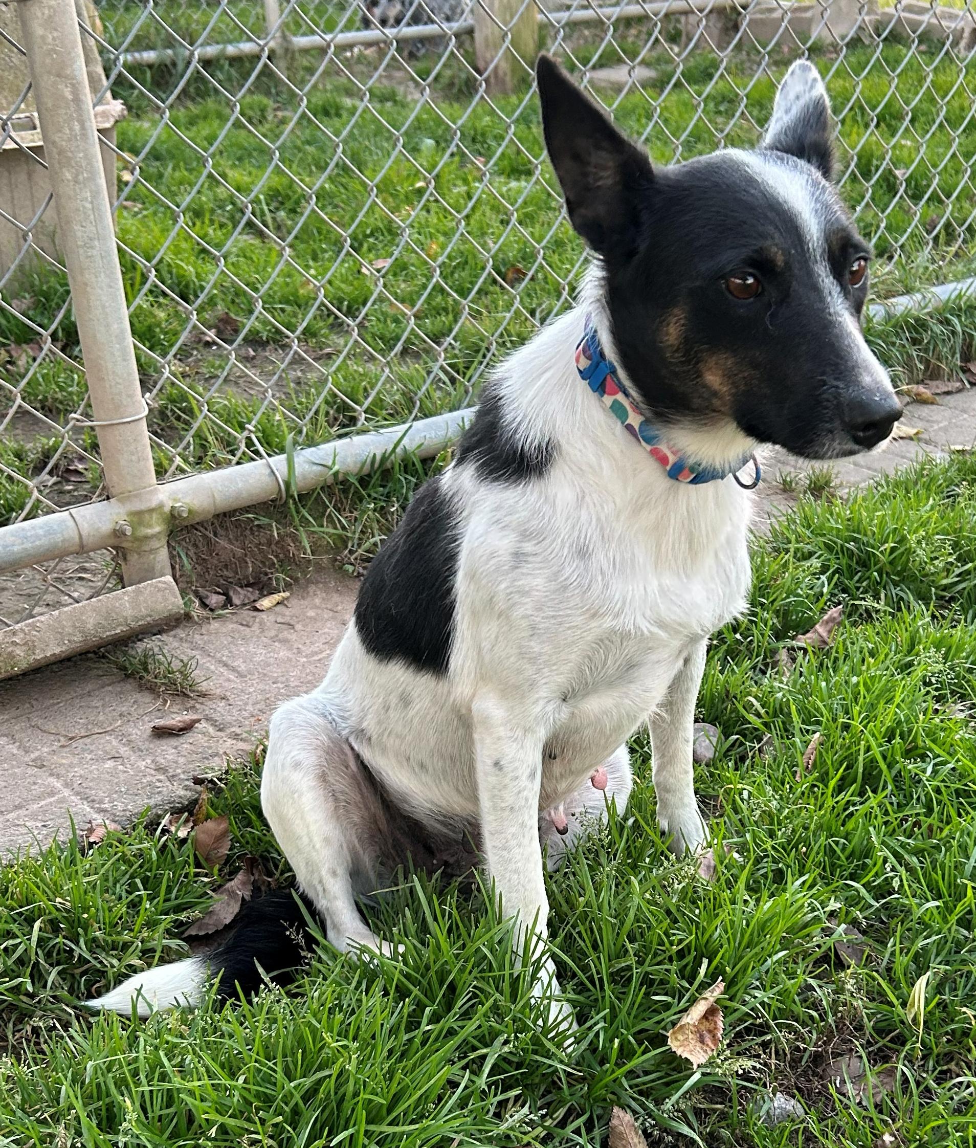 Enlarge Tootsie, a Adoptable mixed breed in Neillsville, WI image 2/5