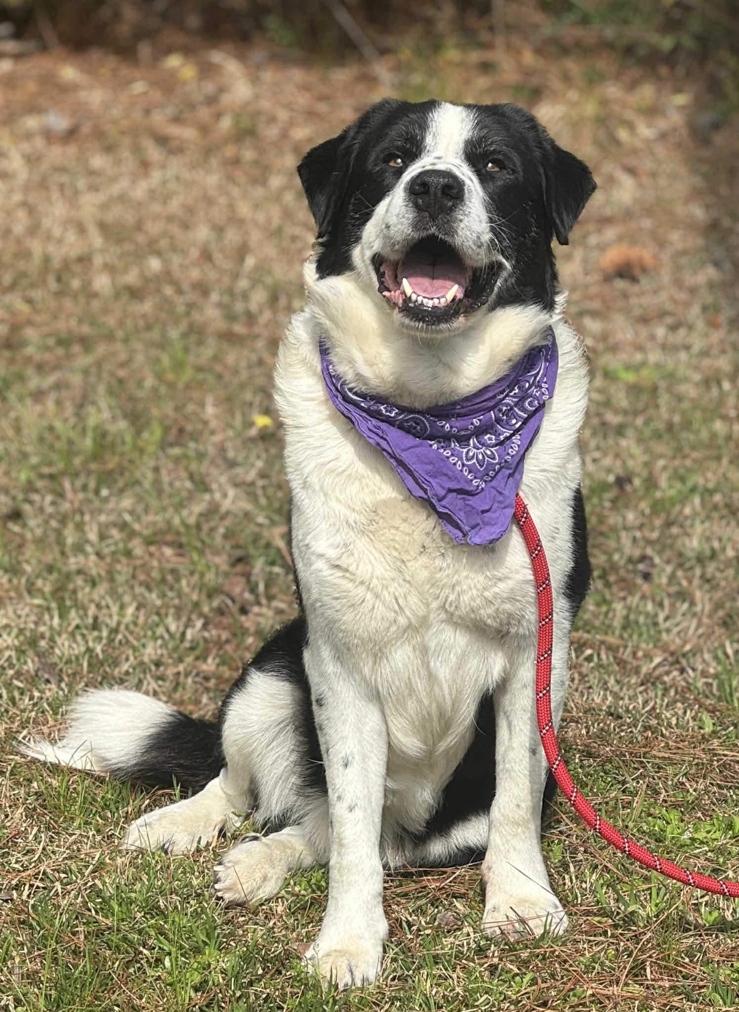 Enlarge Bernard (gentle biggie), a Adoptable Mixed Breed in Aiken, SC image 4/4