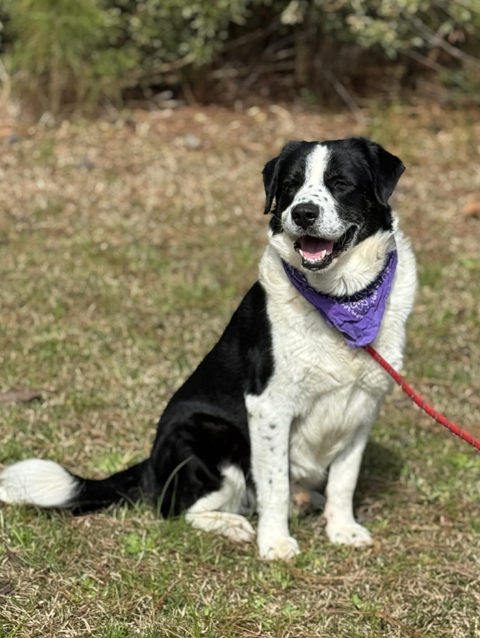Enlarge Bernard (gentle biggie), a Adoptable Mixed Breed in Aiken, SC image 2/4