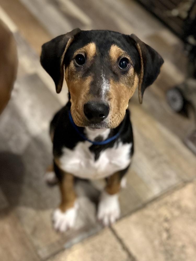 Enlarge Maui, a Adoptable mixed breed in Akron, OH image 1/3