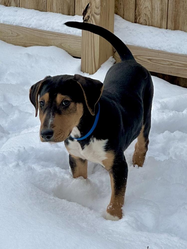 Enlarge Maui, a Adoptable mixed breed in Akron, OH image 2/3