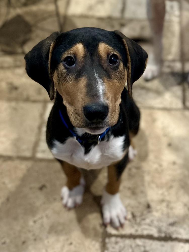 Enlarge Maui, a Adoptable mixed breed in Akron, OH image 3/3