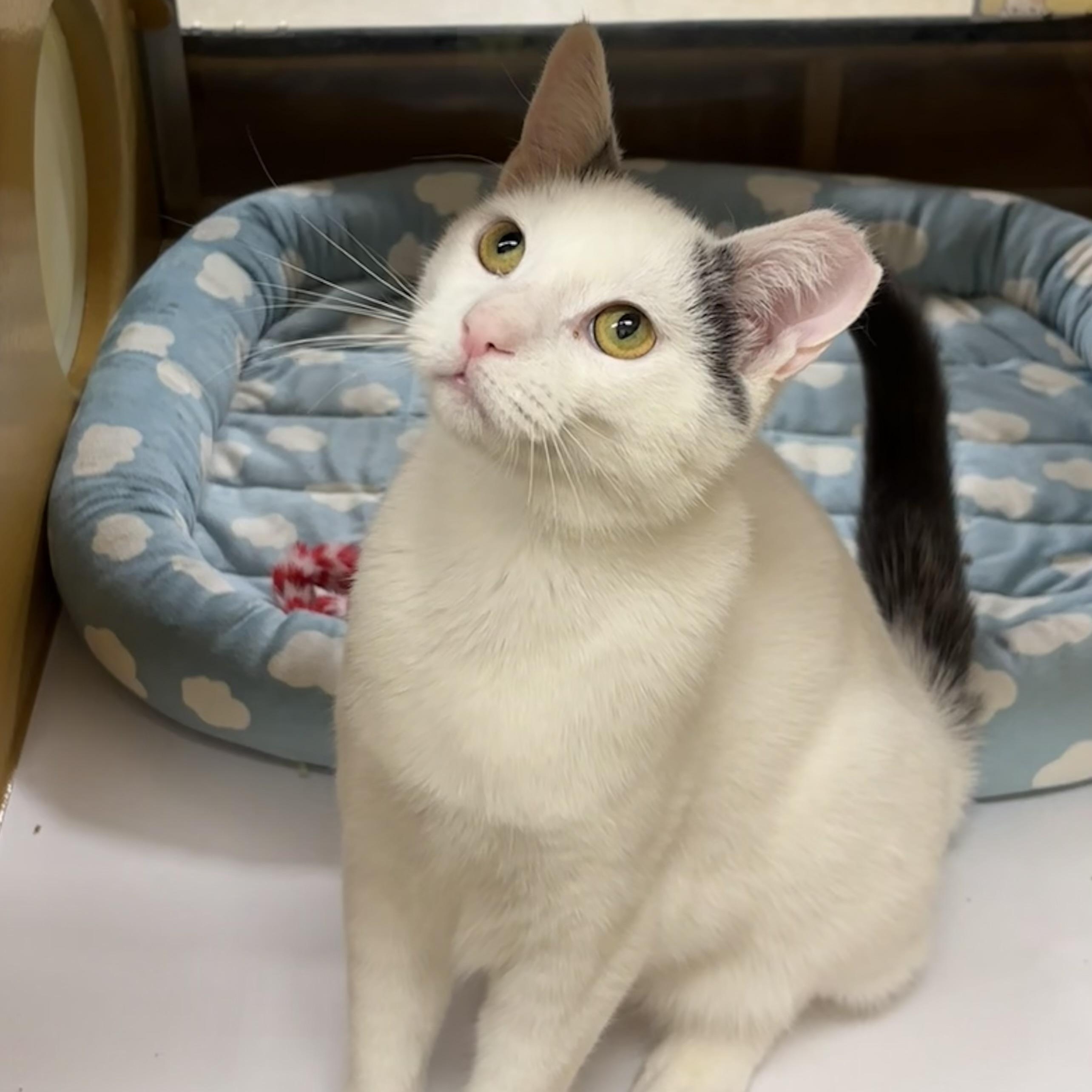 Enlarge Birch, a ADOPTABLE Domestic Short Hair in Sewell, NJ image 1/6