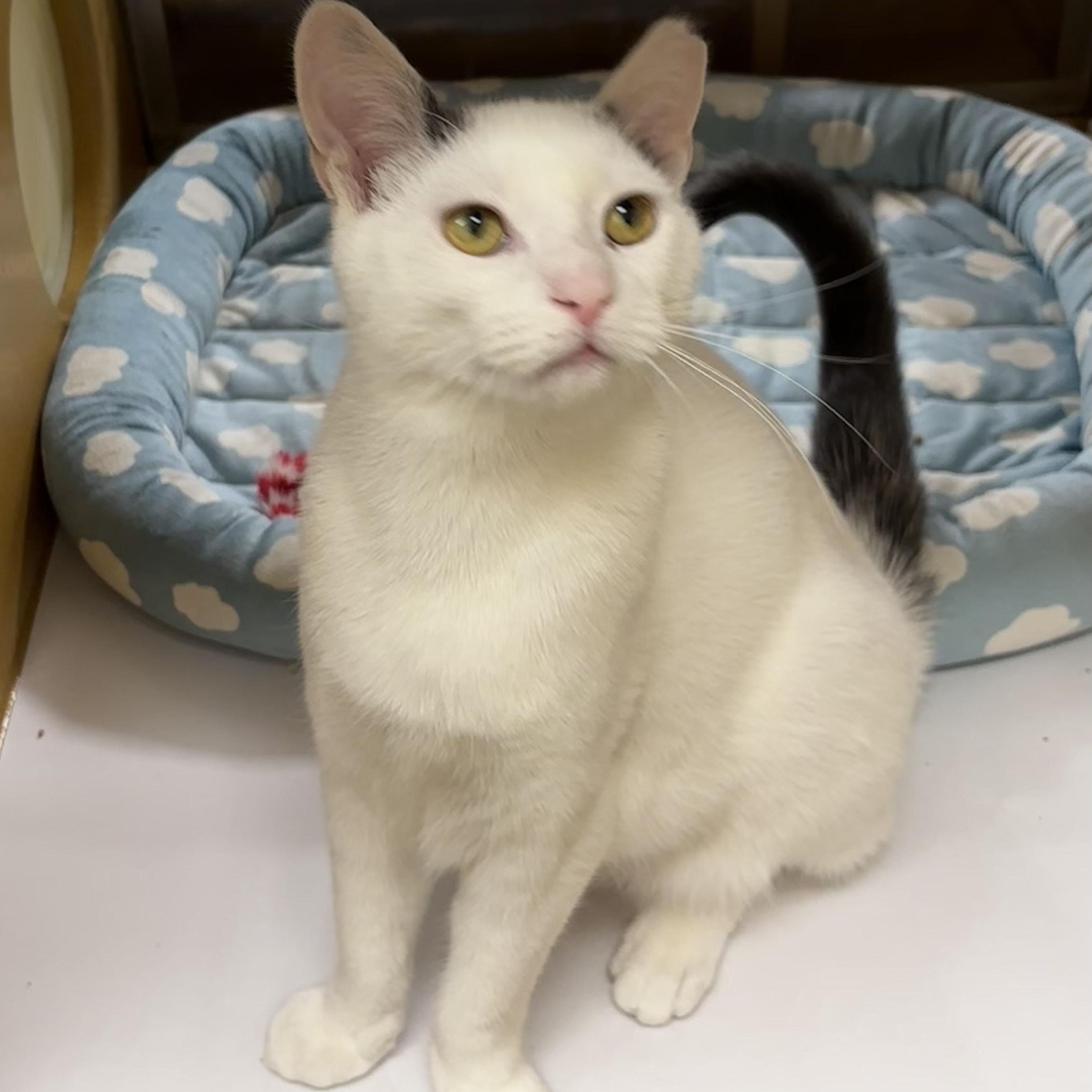 Enlarge Birch, a ADOPTABLE Domestic Short Hair in Sewell, NJ image 2/6