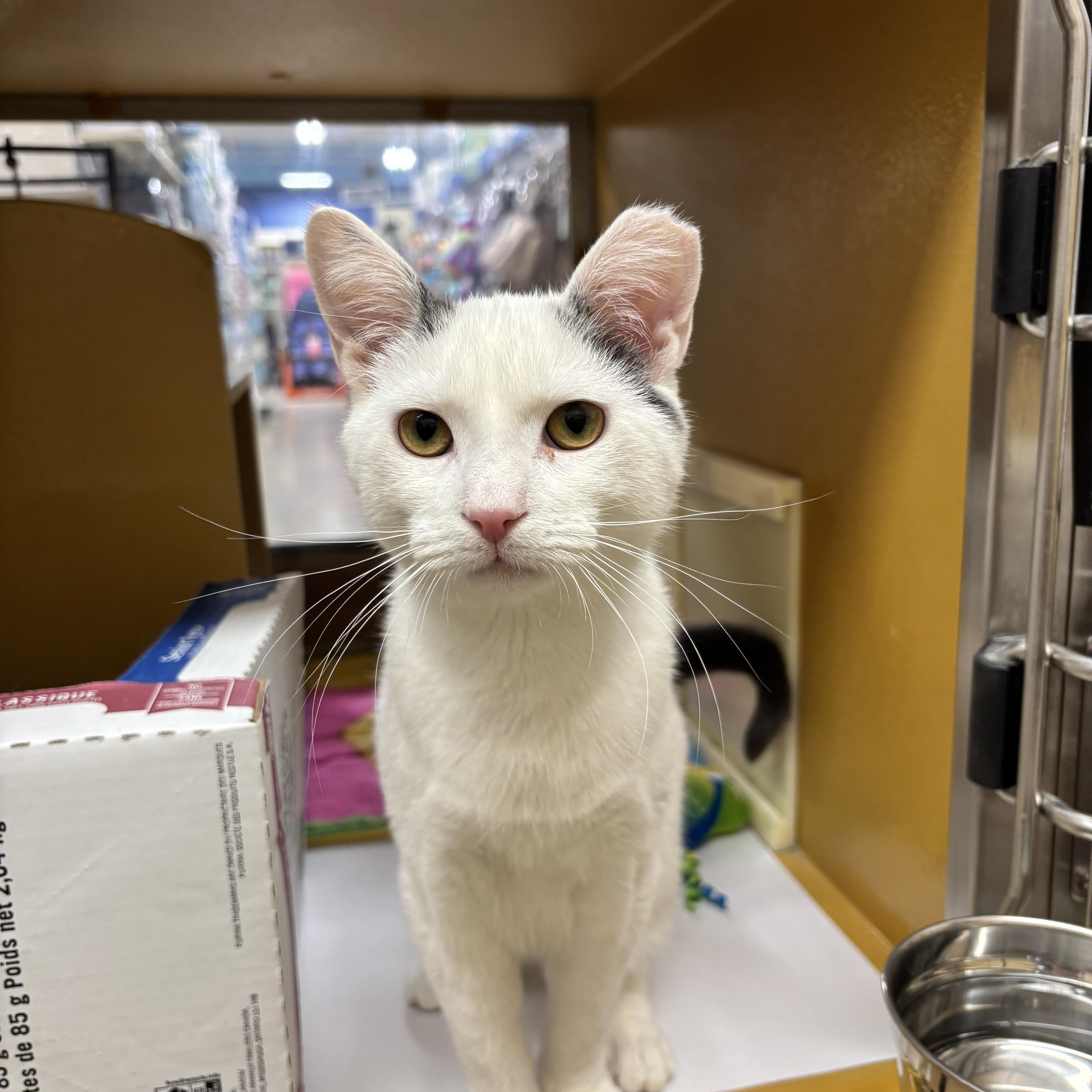 Enlarge Birch, a ADOPTABLE Domestic Short Hair in Sewell, NJ image 3/6