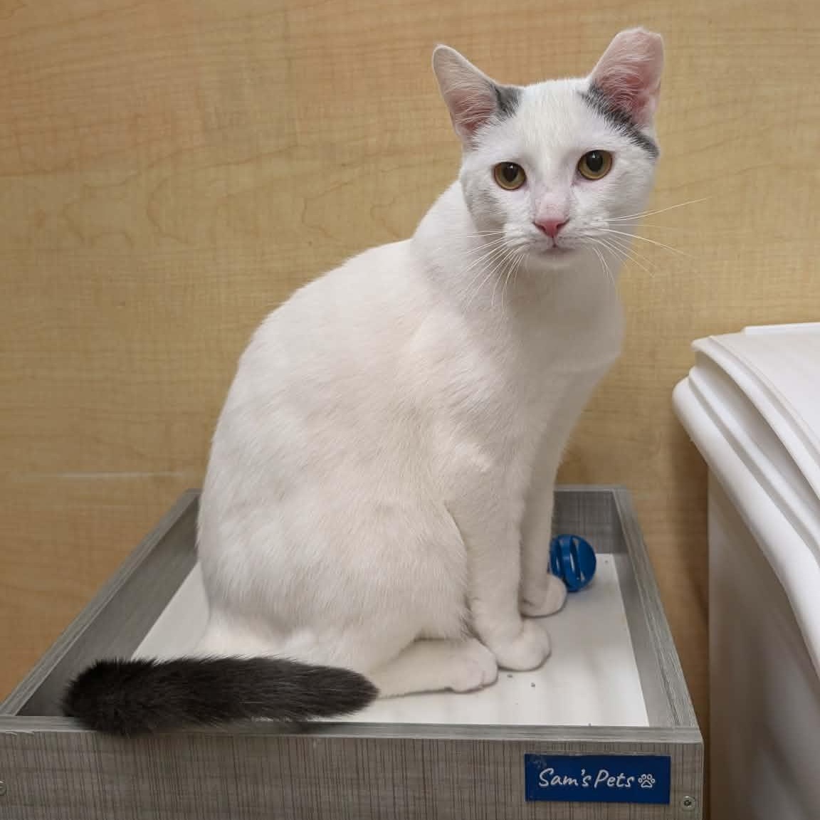 Enlarge Birch, a ADOPTABLE Domestic Short Hair in Sewell, NJ image 5/6