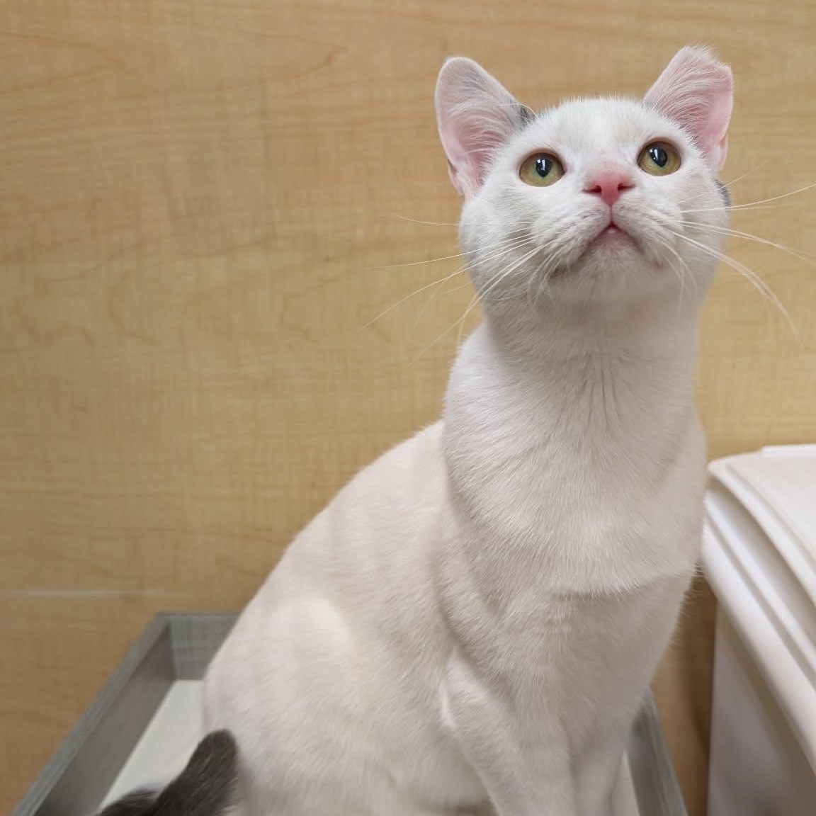 Enlarge Birch, a ADOPTABLE Domestic Short Hair in Sewell, NJ image 6/6