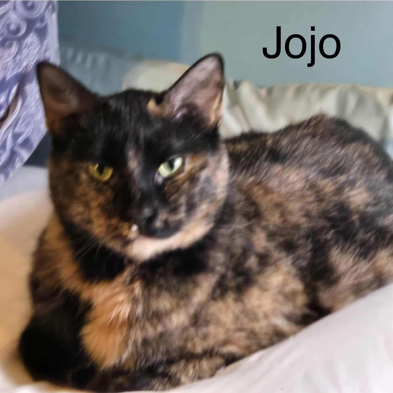 Jojo, Adult Female Tortoiseshell