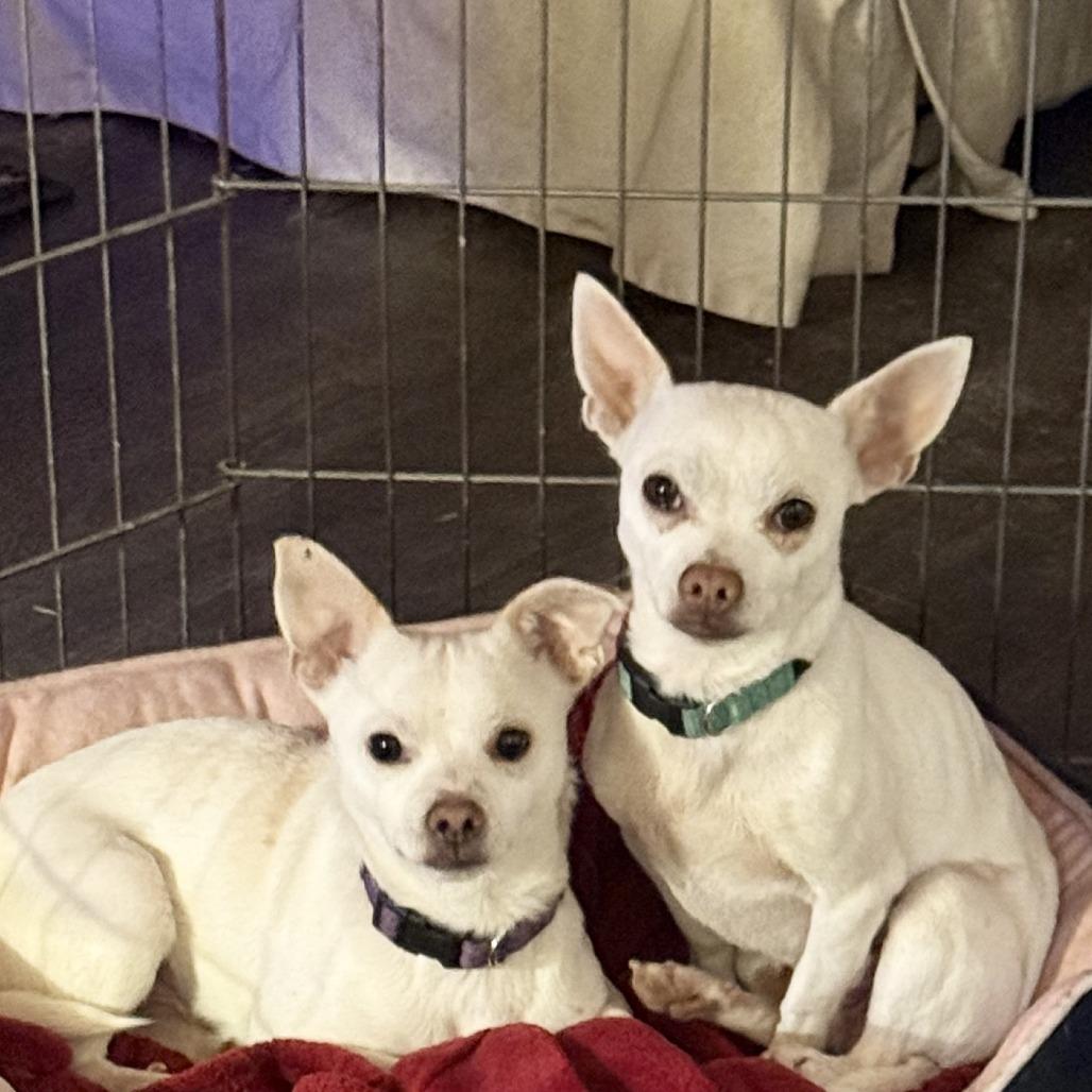 Jonesy, Adoptable, Young Male Chihuahua.