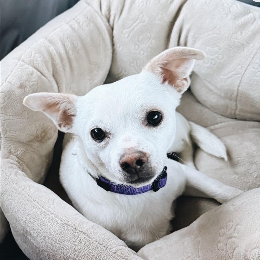 Enlarge Jonesy, a Adoptable Chihuahua in Baton Rouge, LA image 2/4