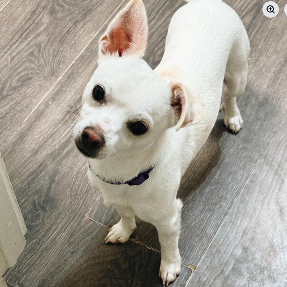 Enlarge Jonesy, a Adoptable Chihuahua in Baton Rouge, LA image 3/4