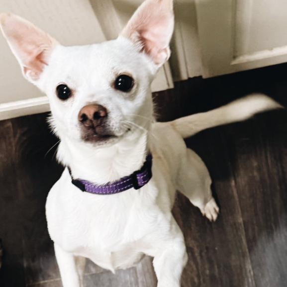 Enlarge Jonesy, a Adoptable Chihuahua in Baton Rouge, LA image 4/4