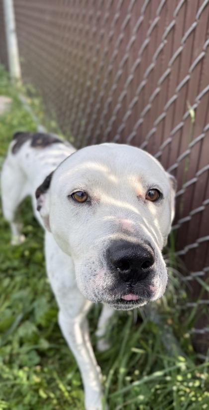 Cookie, Adoptable, Adult Male Pit Bull Terrier & Mixed Breed.