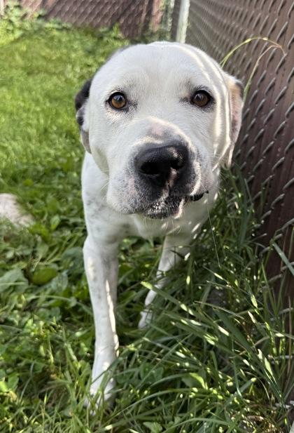 Enlarge Cookie, a Adoptable mixed breed in Harbor Springs, MI image 2/2