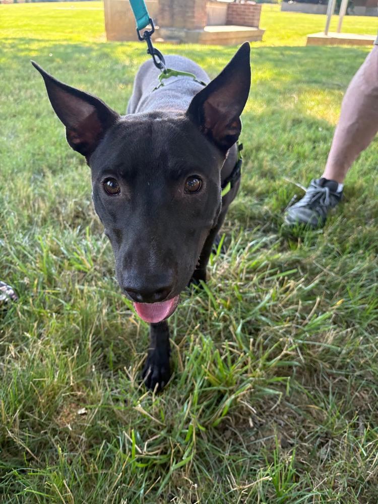 Enlarge Blackjack, a Adoptable mixed breed in Lancaster, PA image 1/6