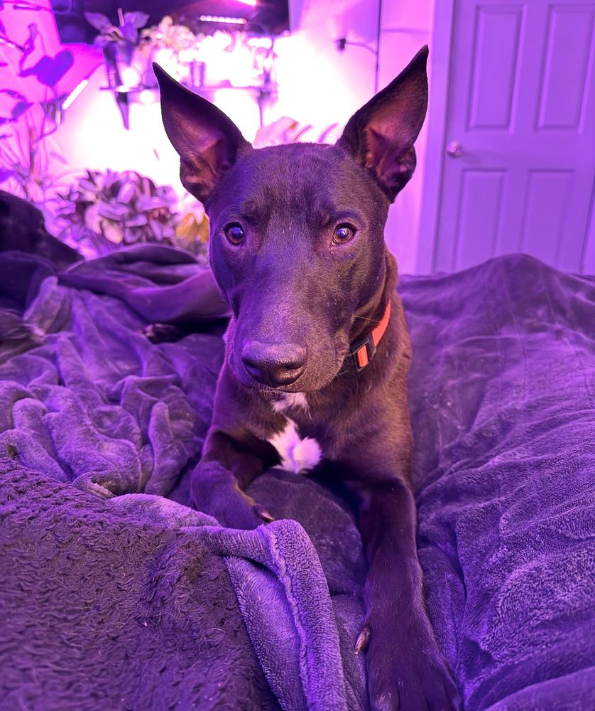 Enlarge Blackjack, a Adoptable mixed breed in Lancaster, PA image 2/6
