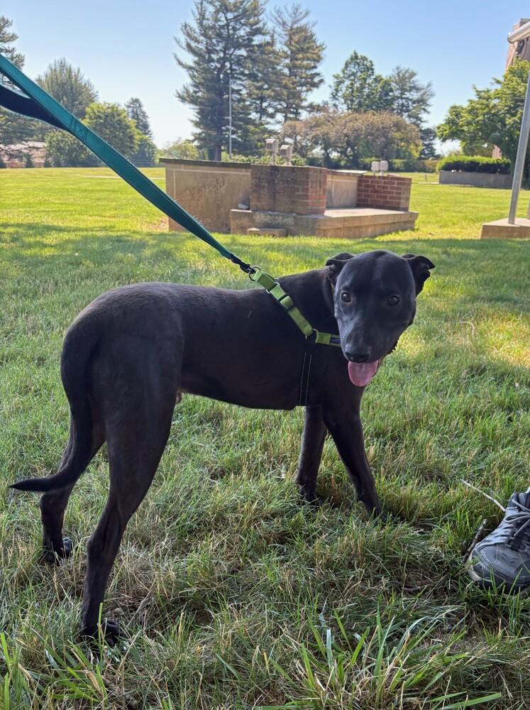 Enlarge Blackjack, a Adoptable mixed breed in Lancaster, PA image 3/6