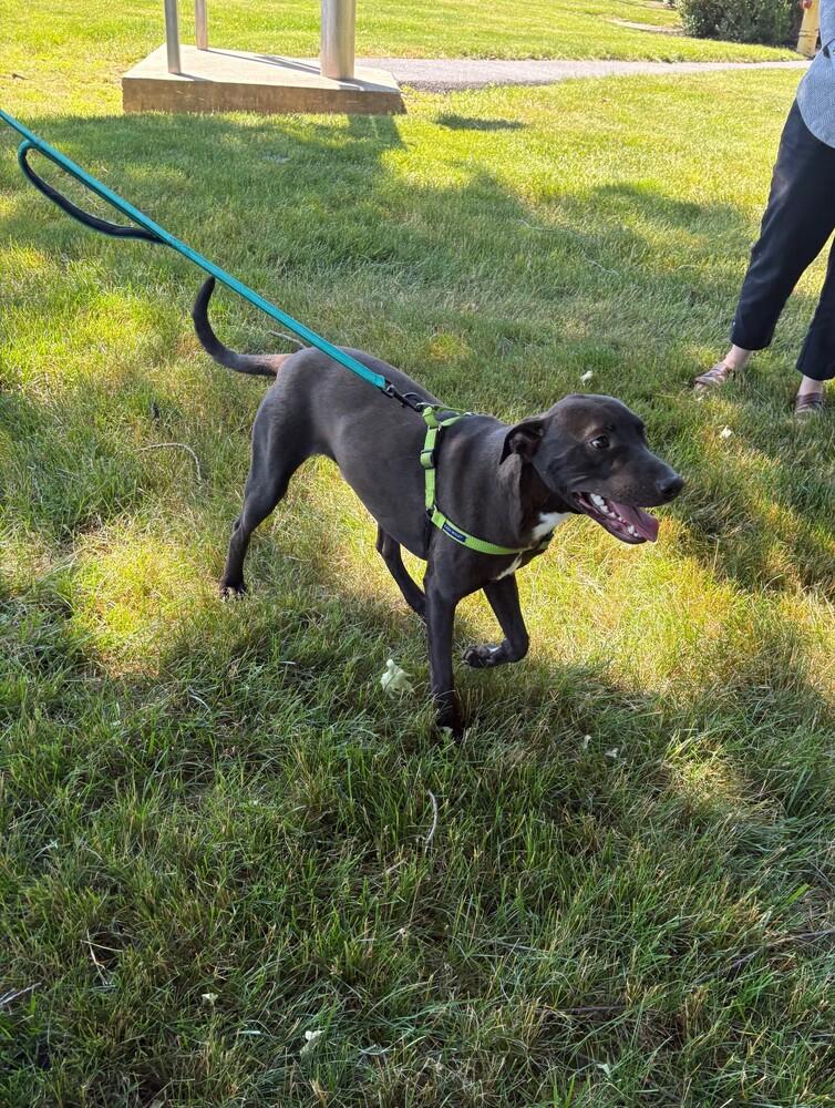 Enlarge Blackjack, a Adoptable mixed breed in Lancaster, PA image 4/6
